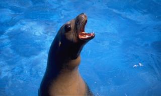 网络版飞禽走兽 网络版飞禽走兽